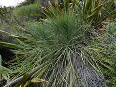 Aciphylla glaucescens
