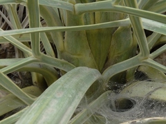 Aciphylla glaucescens