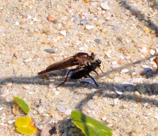 Proctacanthus rufus