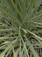 Aciphylla glaucescens