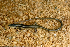 Trachylepis megalura