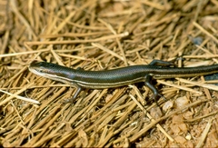 Trachylepis megalura