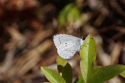 Cherry Gall Azure photo 4