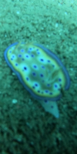 Photo of Kunie's goniobranchus (Goniobranchus kuniei)