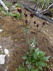 Packera pauciflora
