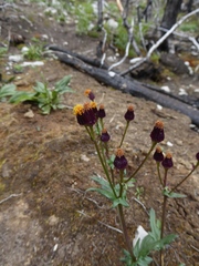 Packera pauciflora