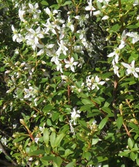 Agathosma crenulata