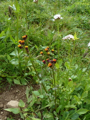 Packera pauciflora