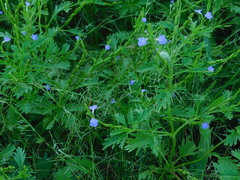 Bouchea flabelliformis