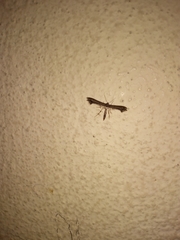 Anstenoptilia marmarodactyla