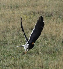 Daptrius carunculatus