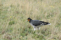 Daptrius carunculatus