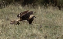 Daptrius carunculatus