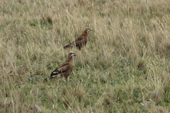 Daptrius carunculatus