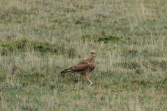 Daptrius carunculatus