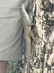 Anolis sagrei