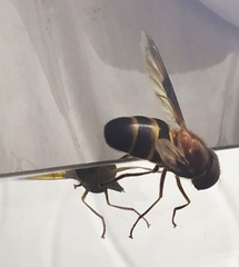 Volucella