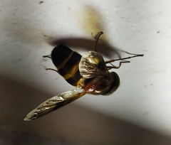 Volucella