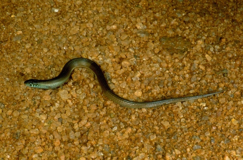 Udzungwa long-tailed seps