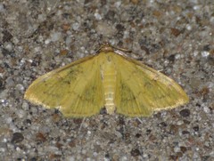 Loxomorpha flavidissimalis