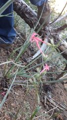 Ipomopsis aggregata collina