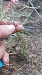 Ipomopsis aggregata collina