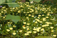 Hydrocleys nymphoides