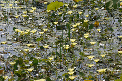 Hydrocleys nymphoides