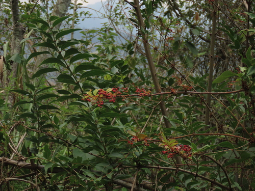 Coriaria japonica, photograph 5