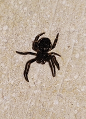 Nuctenea umbratica