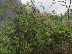 Coriaria japonica, photograph chiuluan, CC BY, iNaturalist via GBIF