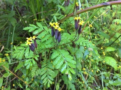 Tagetes foetidissima