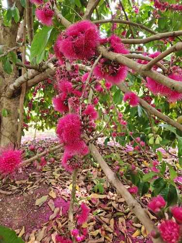 Syzygium malaccense