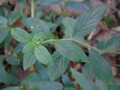 Phacelia heterophylla