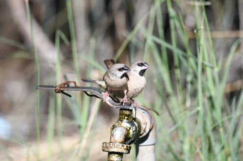 Madagascar Mannikin