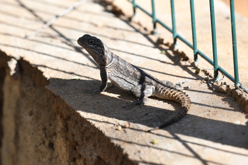 Merrem's Madagascar Swift, Oplurus cyclurus