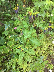 Tagetes foetidissima