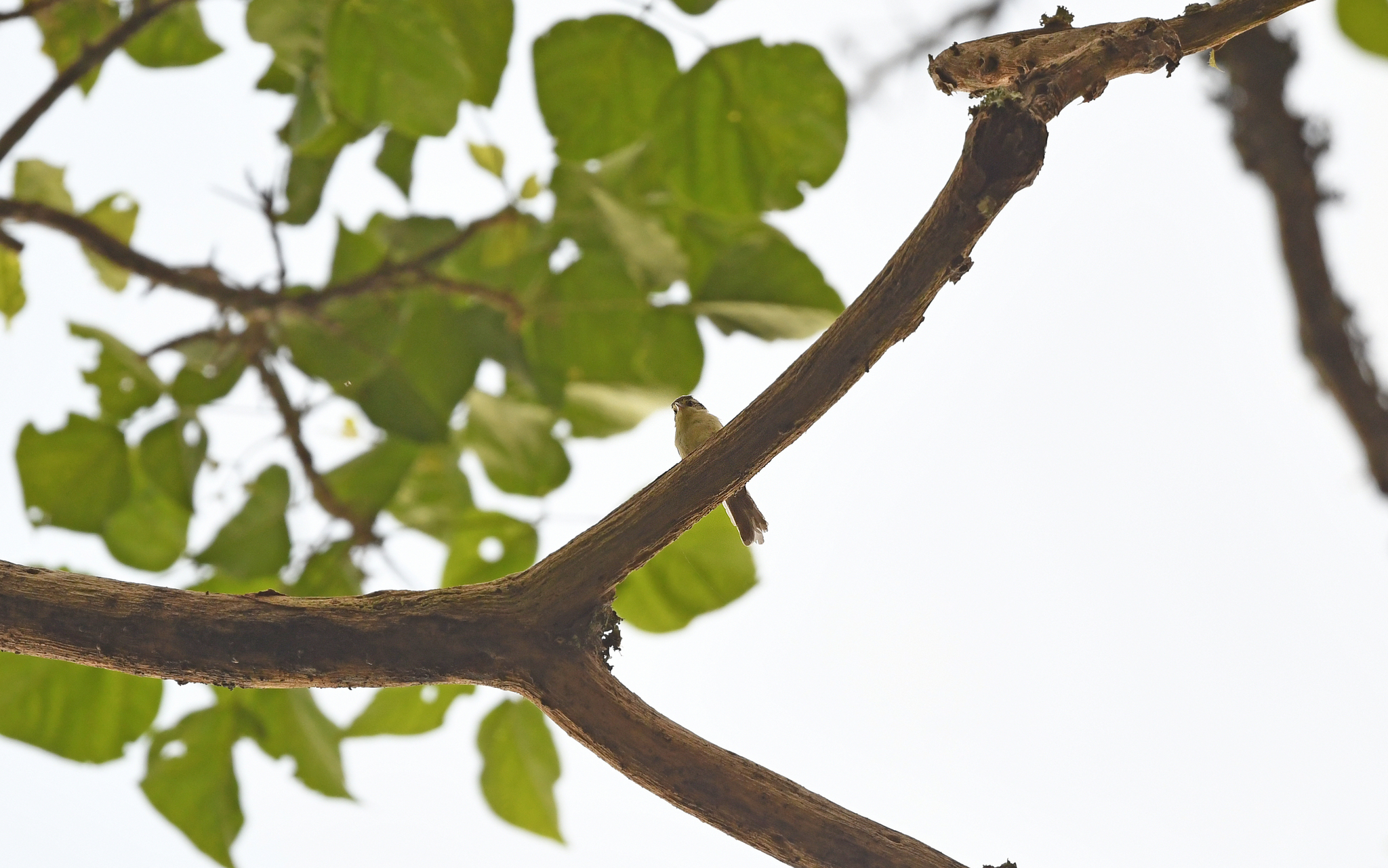 Double-banded Greytail (Xenerpestes minlosi), photo 7