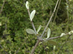 Olearia odorata