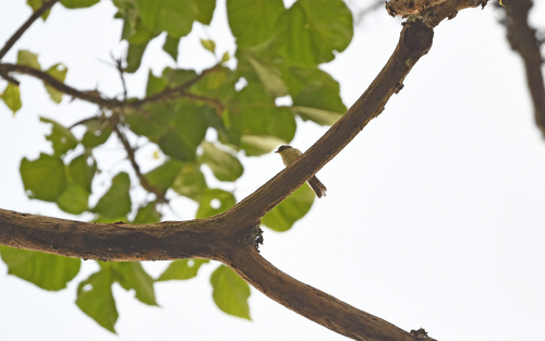 Double-banded Greytail (Xenerpestes minlosi), photo 8
