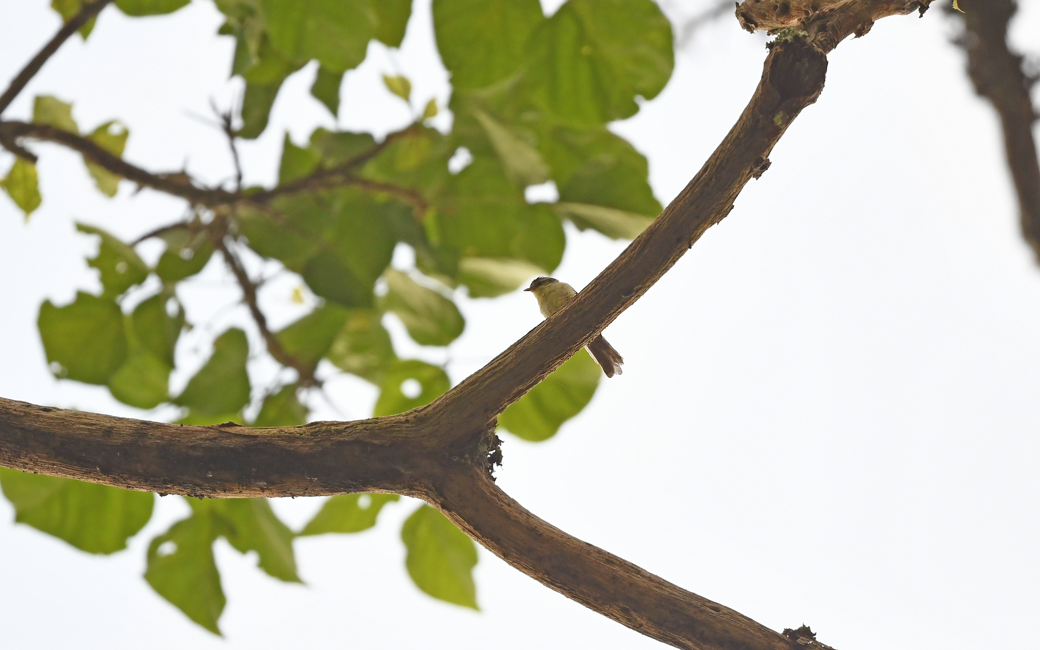 Double-banded Greytail (Xenerpestes minlosi), photo 8