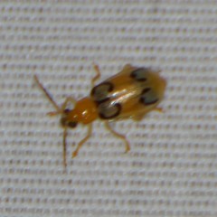 Diabrotica litterata