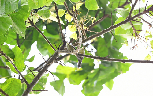 Double-banded Greytail (Xenerpestes minlosi), photo 9