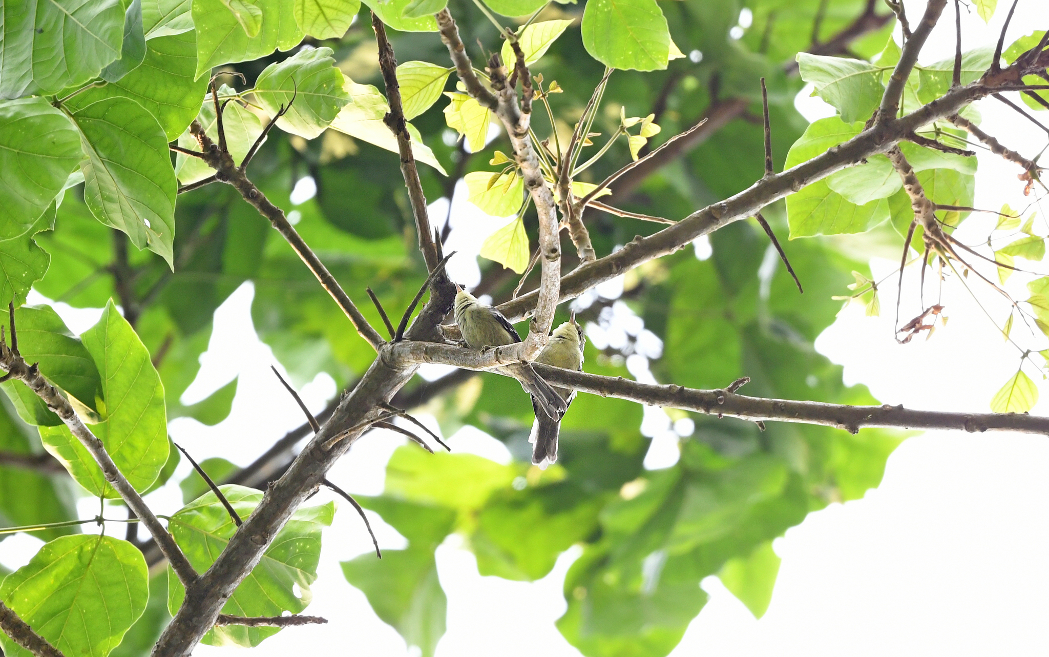 Double-banded Greytail (Xenerpestes minlosi), photo 9