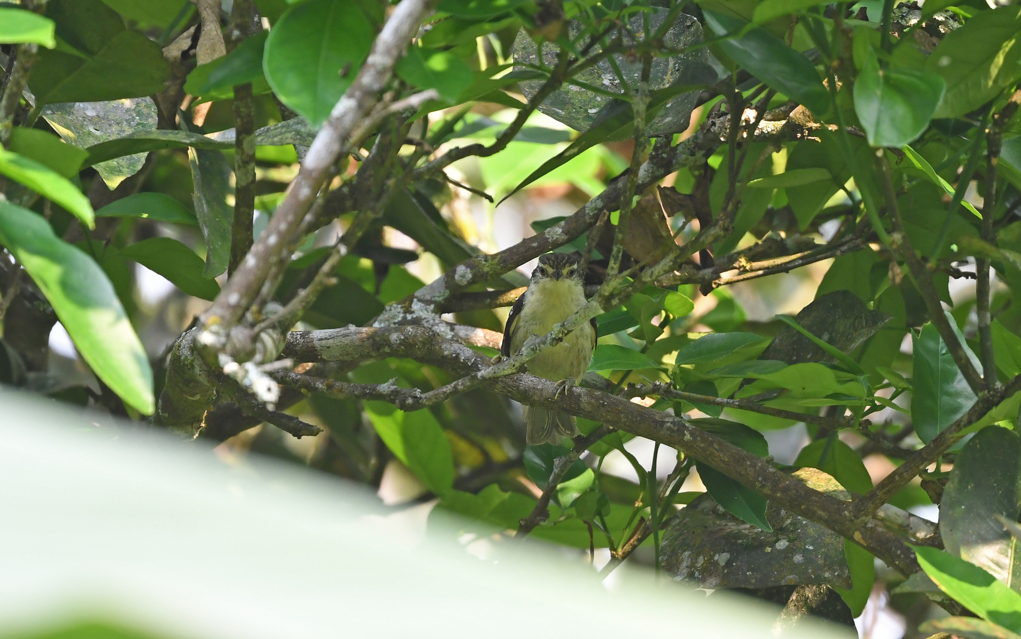 Double-banded Greytail (Xenerpestes minlosi), photo 10