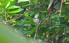 Double-Banded Graytail photo 3