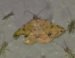 Hemeroplanis floccalis