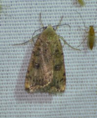 Micrathetis triplex