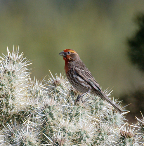 iNaturalist observation photo of House Finch