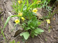 Viola vallicola